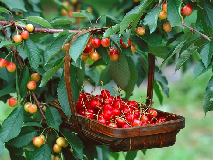 Các lợi ích của quả cherry